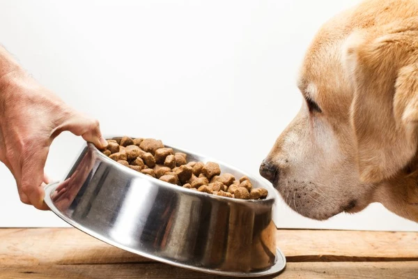 Qatar Sees Astonishing Increase in Import Value of Dog and Cat Food to $2.4M in October 2023